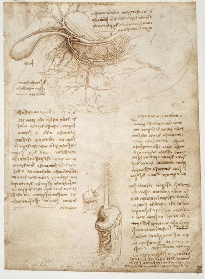 anatomi eğitimi by Leonardo da Vinci