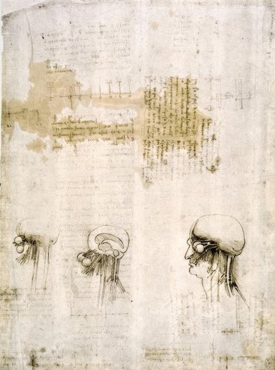 anatomi eğitimi by Leonardo da Vinci