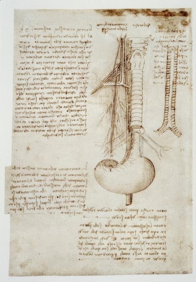 anatomi eğitimi by Leonardo da Vinci