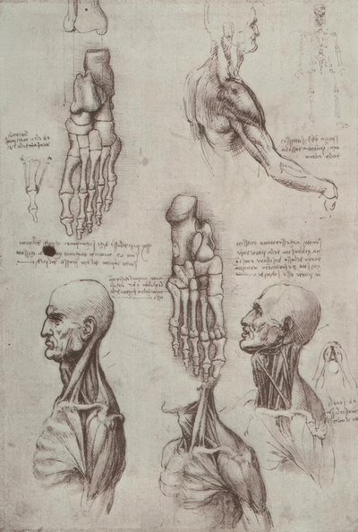 anatomi eğitimi by Leonardo da Vinci