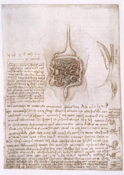 anatomi eğitimi by Leonardo da Vinci