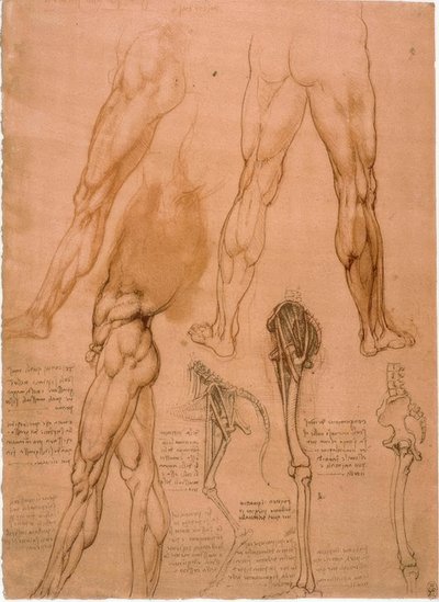 Anatomiestudien: Beinmuskulatur by Leonardo da Vinci