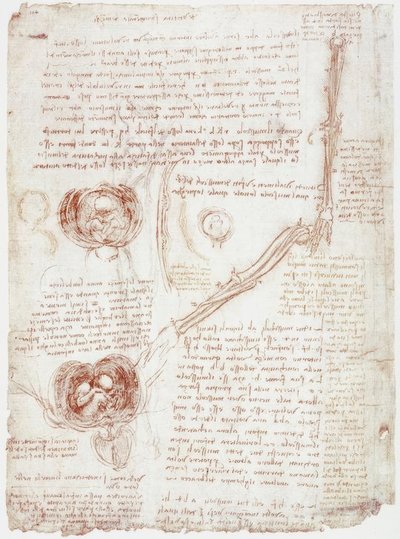 Anatomi Çalışmaları: Rahimdeki Dirsek Eklemi / Fetüsün Hareketi by Leonardo da Vinci