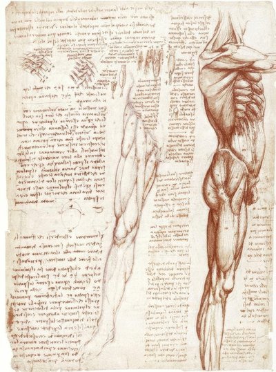 Anatomi Çalışmaları: Gövde ve Bacak Kasları by Leonardo da Vinci