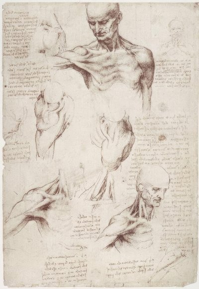 Anatomi çalışmaları: boyun ve omuzun yüzey kasları by Leonardo da Vinci