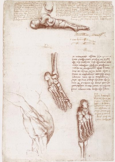 Anatomi Çalışmaları: Omuz Yüzey Anatomisi / Ayak Kemikleri by Leonardo da Vinci