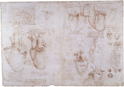 Anatomi Çalışmaları: Yüzey Damarları ... by Leonardo da Vinci