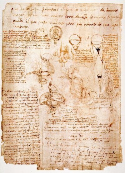 Anatomi çalışmaları: karın organları ... by Leonardo da Vinci