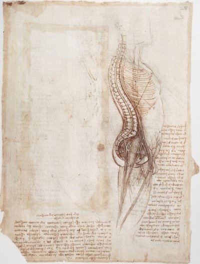 Anatomi Çalışmaları: Omurga ... by Leonardo da Vinci