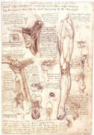 Anatomi çalışmaları: dil, boğaz, gırtlak ve yemek borusu by Leonardo da Vinci