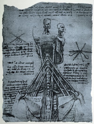 İnsan Boynunun ve Omuzunun Kemik Yapısı, tıpkıbasım kopyası by Leonardo da Vinci
