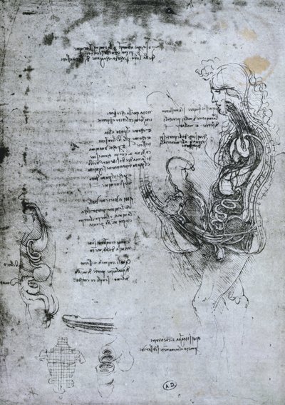 Yarısı Kesilmiş Erkek ve Kadının Çiftleşmesi, faks kopyası by Leonardo da Vinci