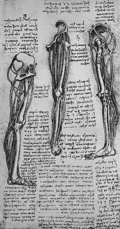 Kemikleri ve Tendonları Gösteren Sol Bacak Çizimleri, c1480 1945 by Leonardo da Vinci