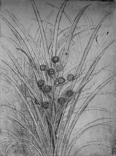 Çiçekli Hücumlar, c1480 1945 by Leonardo da Vinci