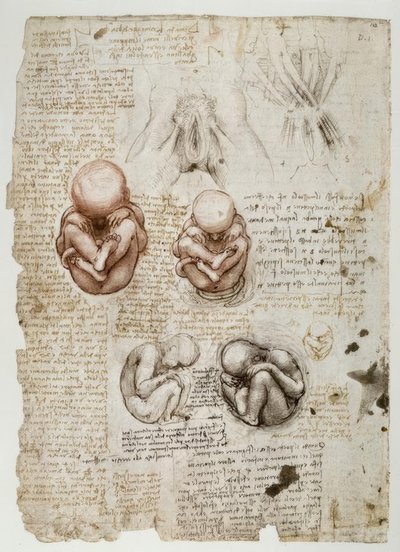 Rahimdeki fetüs by Leonardo da Vinci