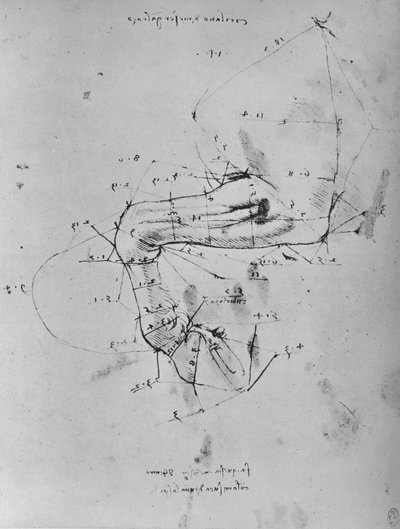 Bir Atın Yakın Ön Bacağının Ölçülü Çizimi, c1480 1945 by Leonardo da Vinci