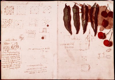 Botanik ve geometri notları ve eskizleri. Leonardo da Vinci