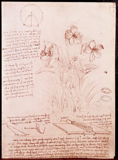Botanik ve geometri notları ve eskizleri: nergis. Leonardo da Vinci