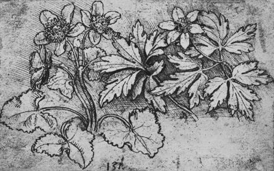 Bir Bitkinin Kroki, c1480 1945 by Leonardo da Vinci