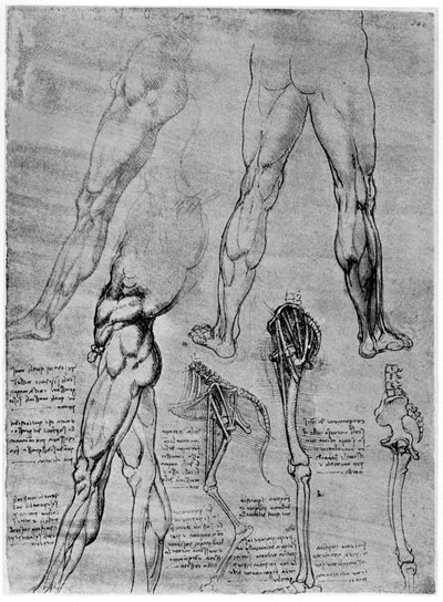Karşılaştırmalı anatomi çalışmaları, 1506-1507 1954 by Leonardo da Vinci