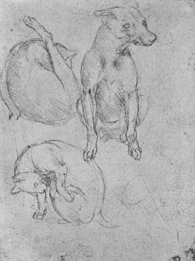 Bir Köpek ve Kedi Çalışmaları, c1480 1945 by Leonardo da Vinci