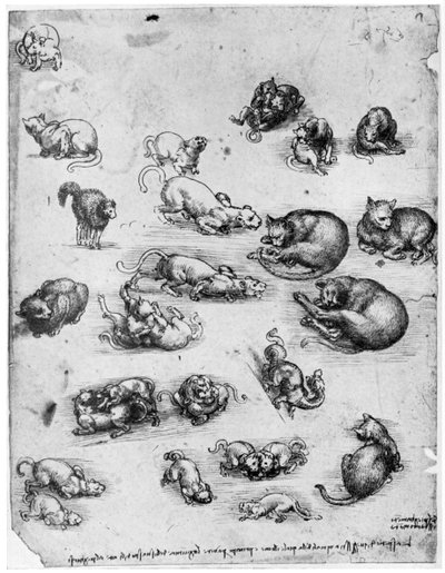 Kedi çalışmaları, 1513-1515 1954 by Leonardo da Vinci
