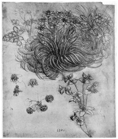 Bethlehem Yıldızı bitkisinin incelenmesi, 1505-1507 1954 by Leonardo da Vinci