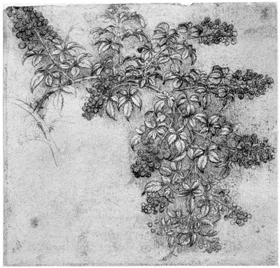 Bir böğürtlen dalının incelenmesi, 15. yüzyılın sonları veya 16. yüzyılın başlarında 1954 by Leonardo da Vinci