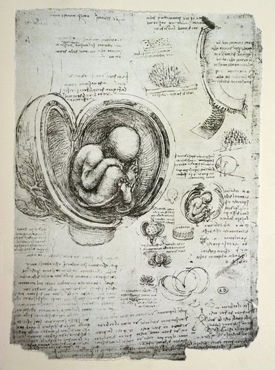 Rahimdeki İnsan Fetüsünün faks kopyası by Leonardo da Vinci