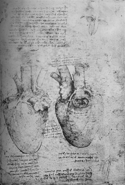 Kalbin İki Çizimi, c1480 1945 by Leonardo da Vinci