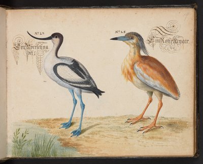 6485 f.19 Avocet ve Squacco Heron