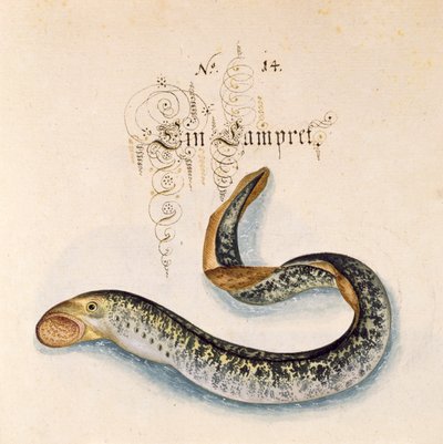 6485 f.50 Sea Lamprey ekleyin by Leonhard Baldner