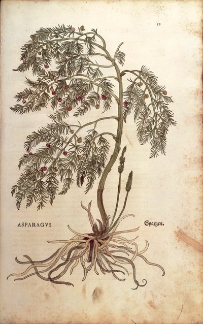 Kuşkonmaz (Kuşkonmaz officinalis) Leonhart Fuchs tarafından De historia stirpium commentarii insignes (Bitkilerin Tarihi Üzerine Önemli Yorumlar) renkli gravür by Leonhard Fuchs