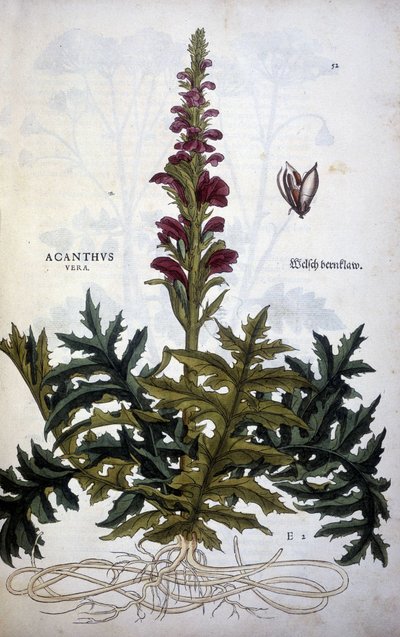 Botanik levha: Acanthus veya Acanthus - Leonhart Fuchs'un "Stirpium Yorumlarının Tarihi"nde by Leonhard Fuchs