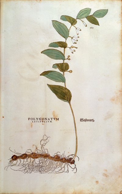Geniş yapraklı Süleyman