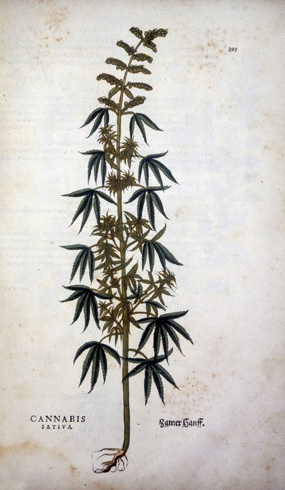 Cannabis Sativa (Kenevir Yetiştiriciliği) - Leonhart Fuchs