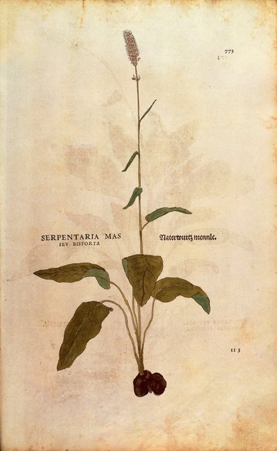 Adi Bistort - Persicaria bistorta veya Bistorta polygonum (Serpentaria mas seu bistorta) Leonhart Fuchs tarafından De historia stirpium commentarii insignes (Bitkilerin Tarihi Üzerine Önemli Yorumlar) renkli gravür by Leonhard Fuchs