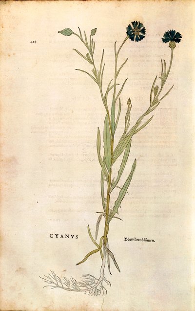 Peygamber Çiçeği (Centaurea cyanus), Leonhart Fuchs tarafından De historia stirpium commentarii insignes (Bitkilerin Tarihi Üzerine Önemli Yorumlar), renkli gravür by Leonhard Fuchs