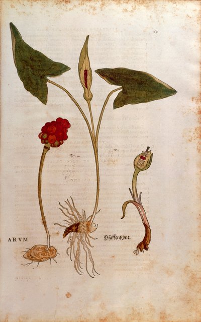 Guguklu Pint veya İtalyan Lordlar ve Hanımlar - Arum italicum (Arum), Leonhart Fuchs tarafından De historia stirpium commentarii insignes (Bitkilerin Tarihi Üzerine Önemli Yorumlar), renkli gravür by Leonhard Fuchs