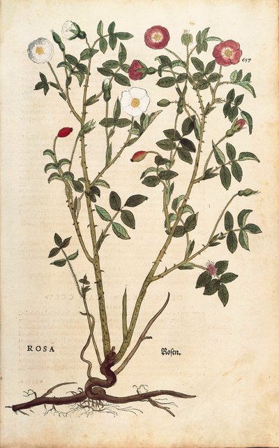 Yaprak dökmeyen gül (Rosa sempervirens), Leonhart Fuchs tarafından De historia stirpium commentarii insignes (Bitkilerin Tarihi Üzerine Önemli Yorumlar), renkli gravür by Leonhard Fuchs