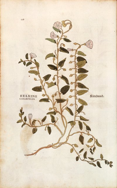 Tarla gündüzsefası - Convolvulus arvensis (Helxine cissampelos) Leonhart Fuchs tarafından De historia stirpium commentarii insignes (Bitkilerin Tarihi Üzerine Önemli Yorumlar) renkli gravür by Leonhard Fuchs