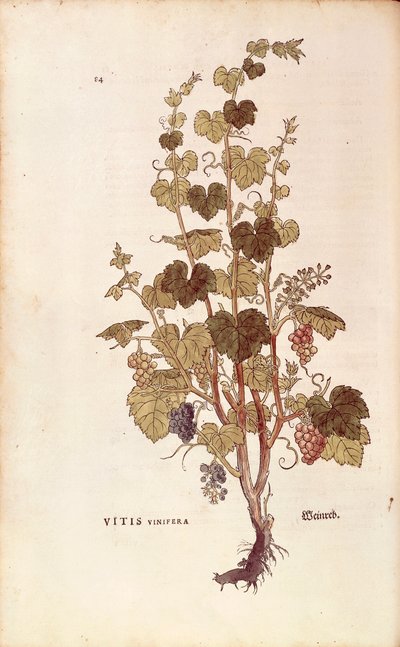 Üzüm asması (Vitis vinifera), Leonhart Fuchs tarafından De historia stirpium commentarii insignes (Bitkilerin Tarihi Üzerine Önemli Yorumlar), renkli gravür by Leonhard Fuchs