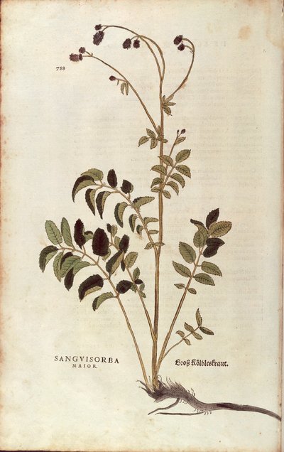 Büyük burnet - Sanguisorba officinalis (Sanguisorba major) Leonhart Fuchs tarafından De historia stirpium commentarii insignes (Bitkilerin Tarihi Üzerine Önemli Yorumlar) renkli gravür by Leonhard Fuchs