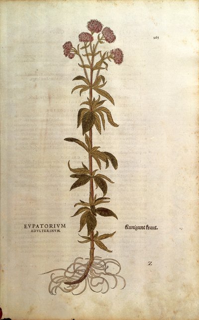 Hemp-agrimony - Eupatorium cannabinum (Eupatorium adulterinum), Leonhart Fuchs