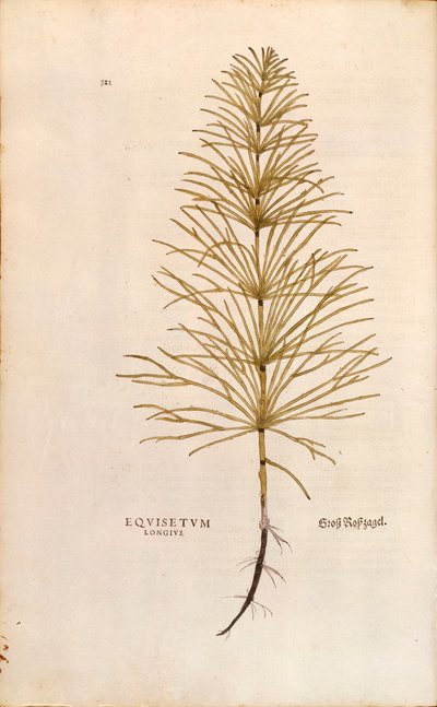 Atkuyruğu - Equisetum arvense (Equisetum arvense), Leonhart Fuchs tarafından Bitkilerin Tarihinden (Bitkilerin Tarihi Üzerine Önemli Yorumlar), renkli gravür by Leonhard Fuchs