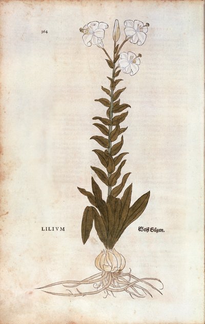 Lily (Lilium)De historia stirpium commentarii insignes