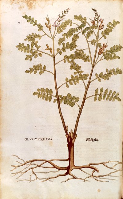 Meyan kökü veya meyan kökü (Glycyrrhiza glabra) Leonhart Fuchs tarafından De historia stirpium commentarii insignes (Bitkilerin Tarihi Üzerine Önemli Yorumlar) renkli gravür by Leonhard Fuchs