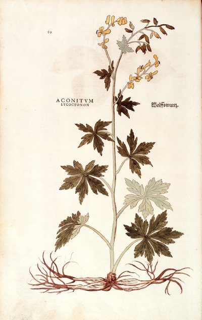 Kuzey Kurtboğan (Aconitum lycoctonum), Leonhart Fuchs tarafından De historia stirpium commentarii insignes (Bitkilerin Tarihi Üzerine Önemli Yorumlar), renkli gravür by Leonhard Fuchs
