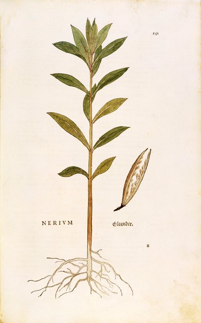 Zakkum (Nerium zakkum) Leonhart Fuchs tarafından De historia stirpium commentarii insignes (Bitkilerin Tarihi Üzerine Önemli Yorumlar), renkli gravür by Leonhard Fuchs