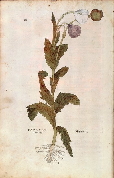 Haşhaş - Papaver somniferum (Papaver satiuum), Leonhart Fuchs tarafından De historia stirpium commentarii insignes (Bitkilerin Tarihi Üzerine Önemli Yorumlar), renkli gravür by Leonhard Fuchs